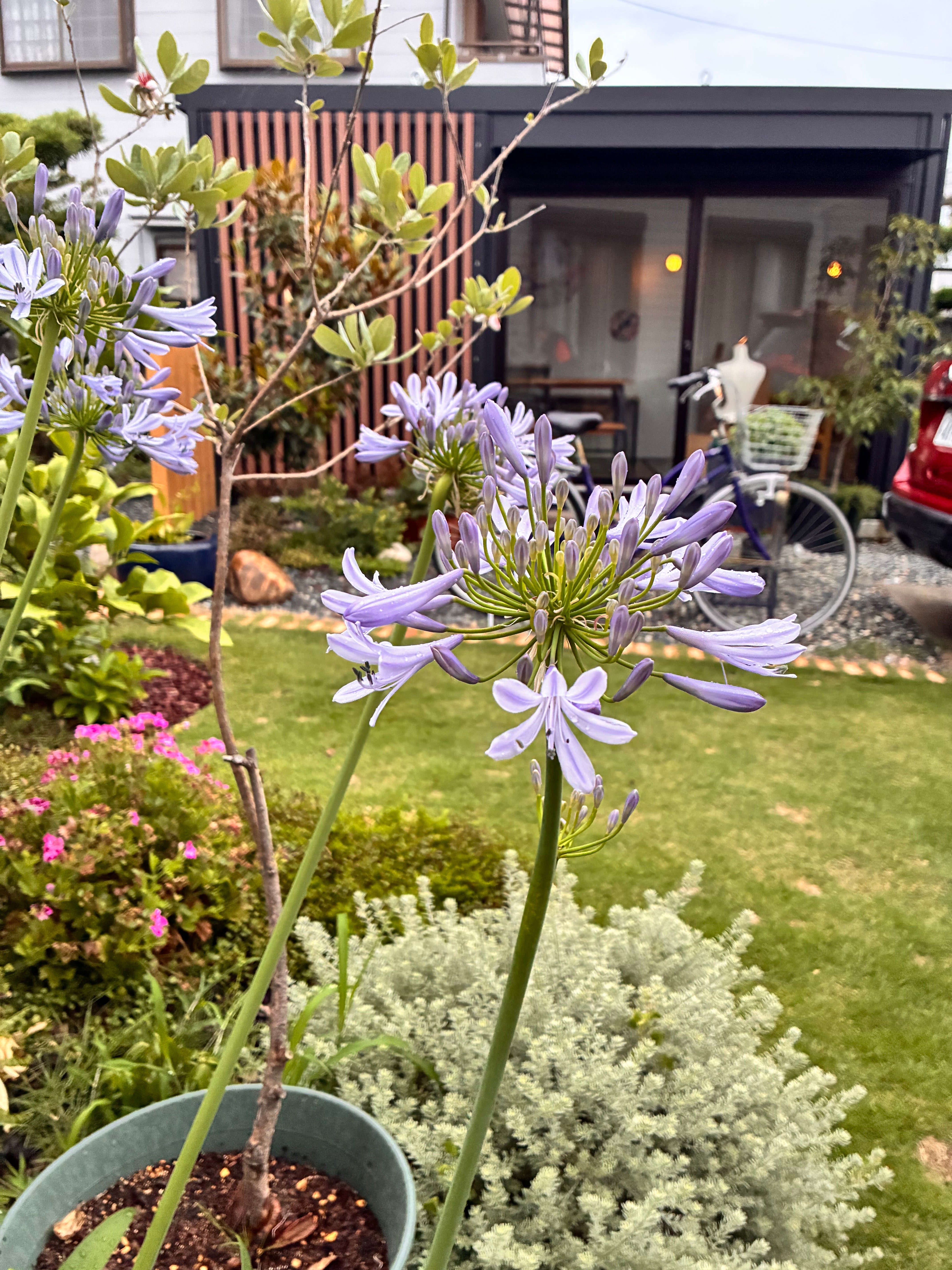 Agapanthus in front of Wool Pocket