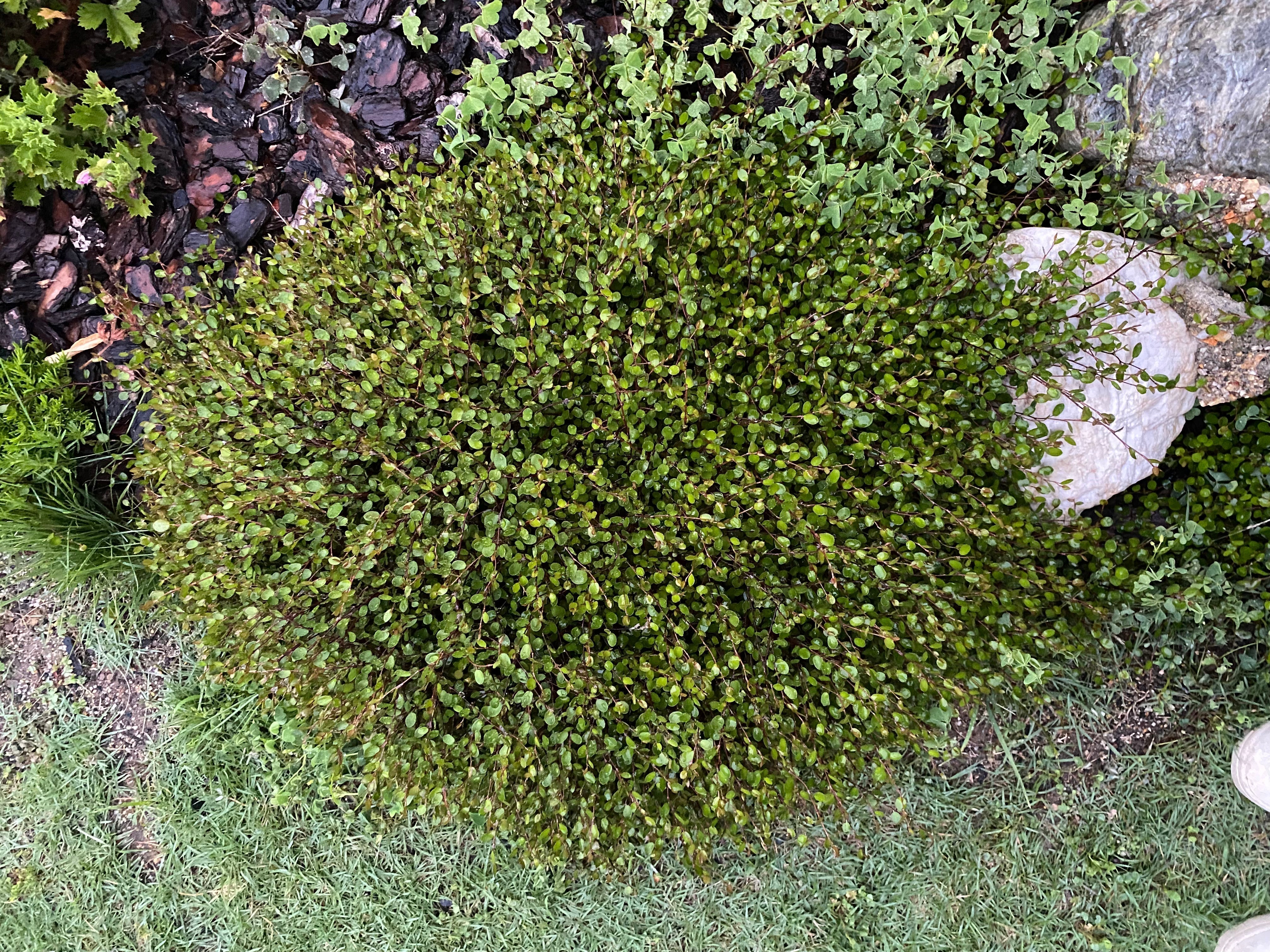 a nz native plant in japanese garden -wire plant