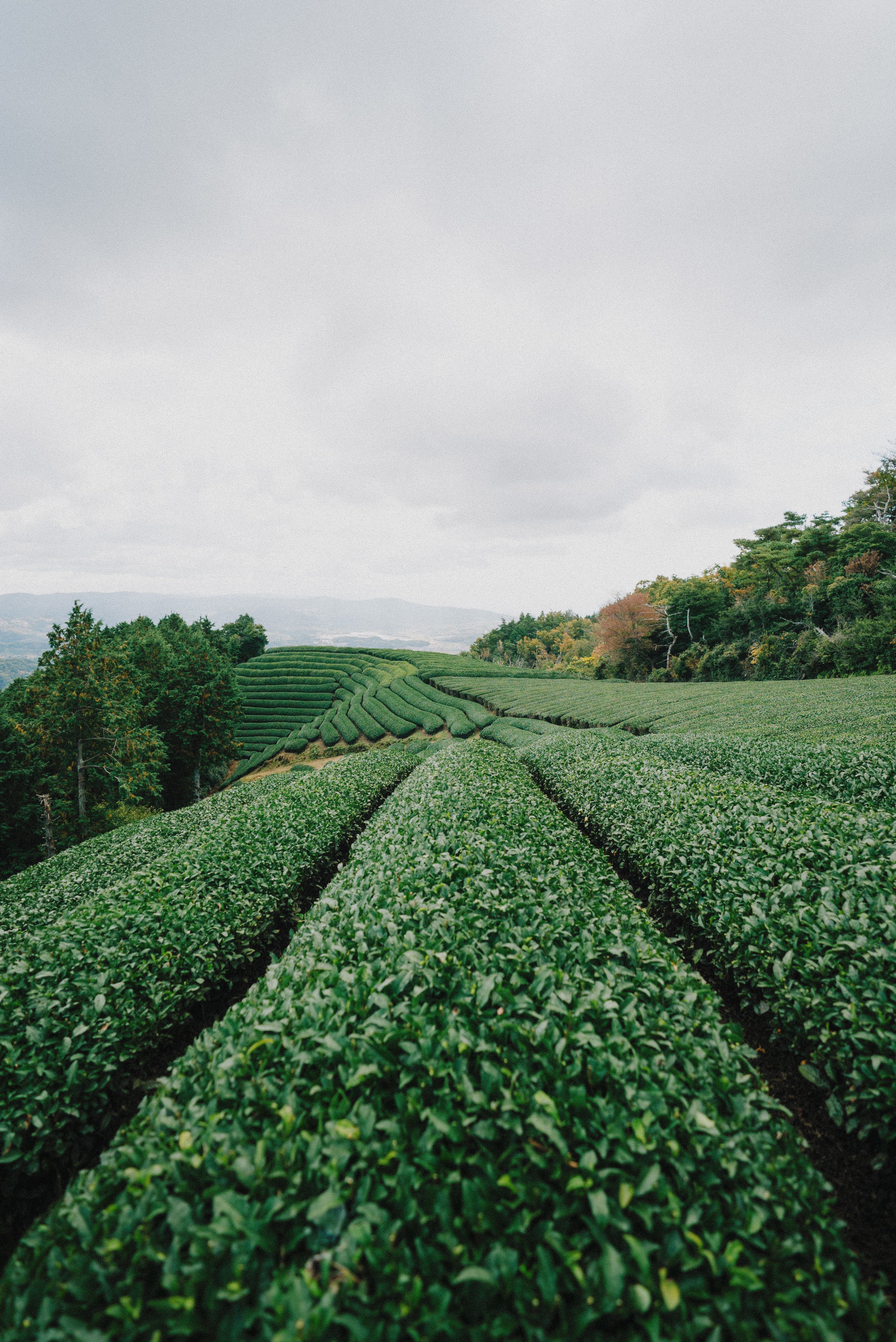 Green tea grows in Japan on terraces
