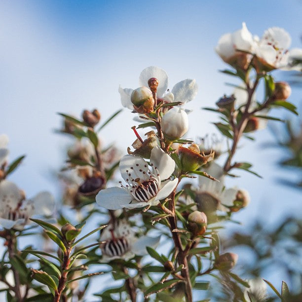 Southward Memories: The Origins of a Love Affair with Winter