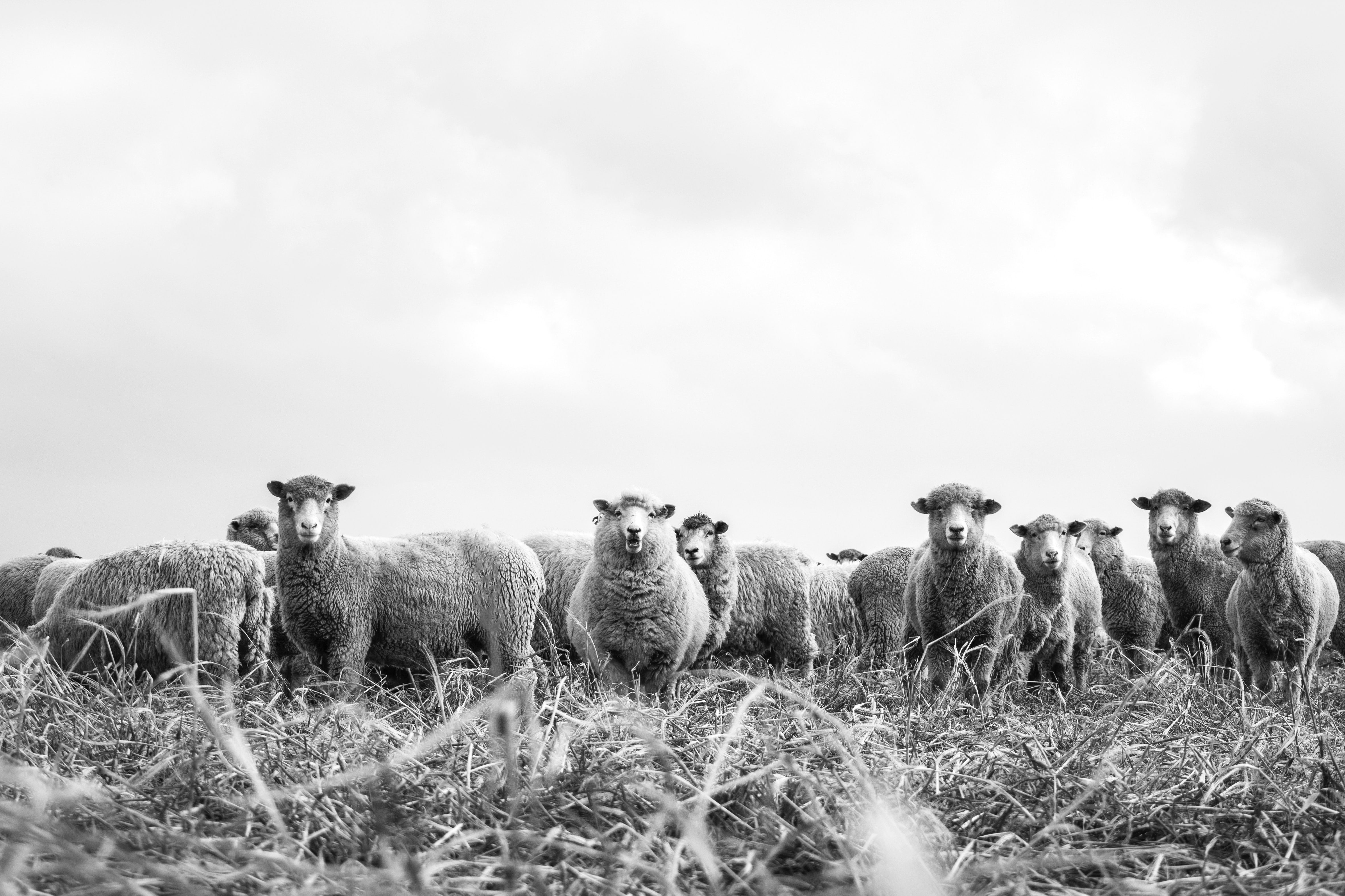 Why Wool Matters