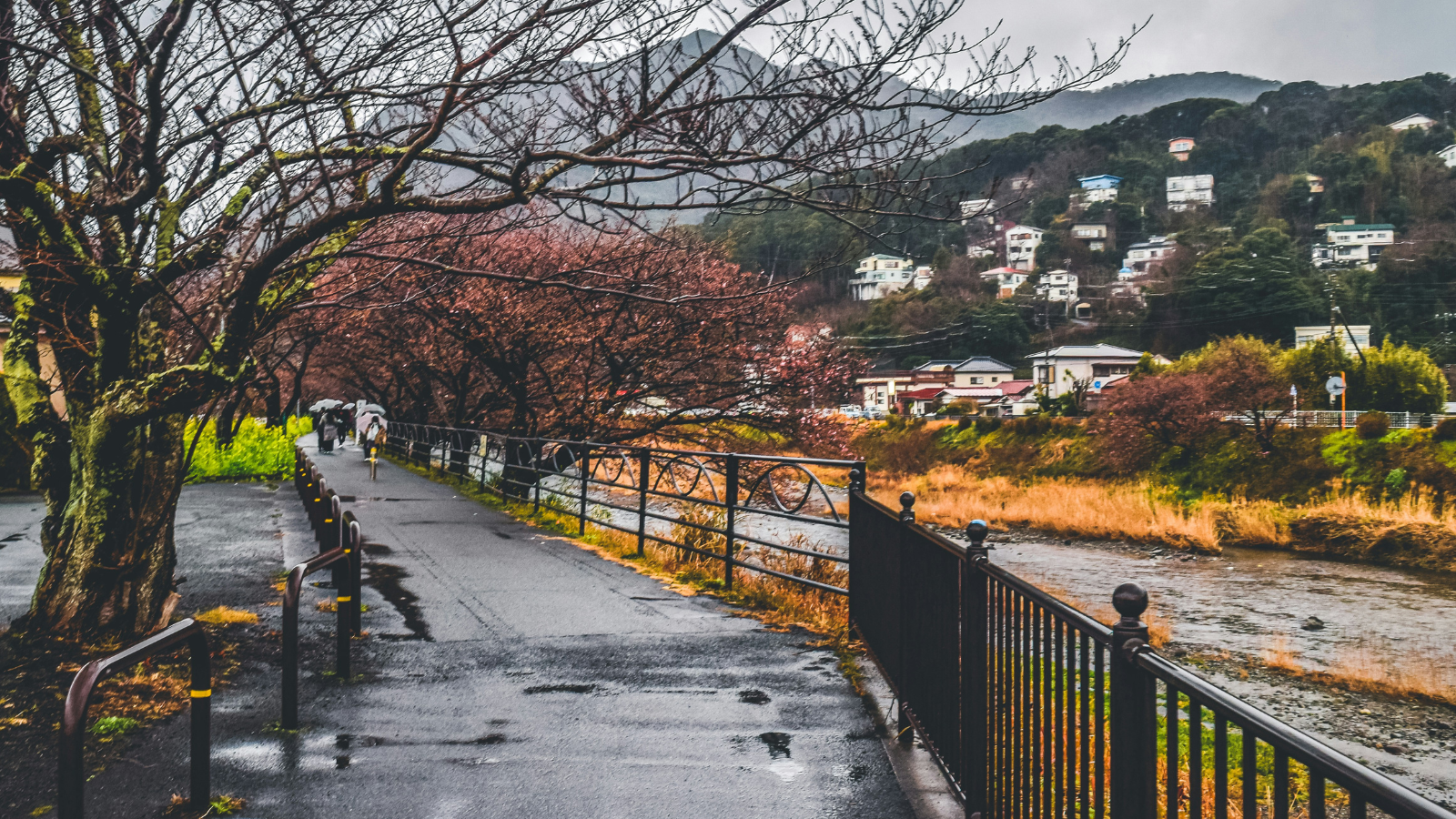 Paved path lined with early cherry blossom trees leading to a residential area with mountains in the background.